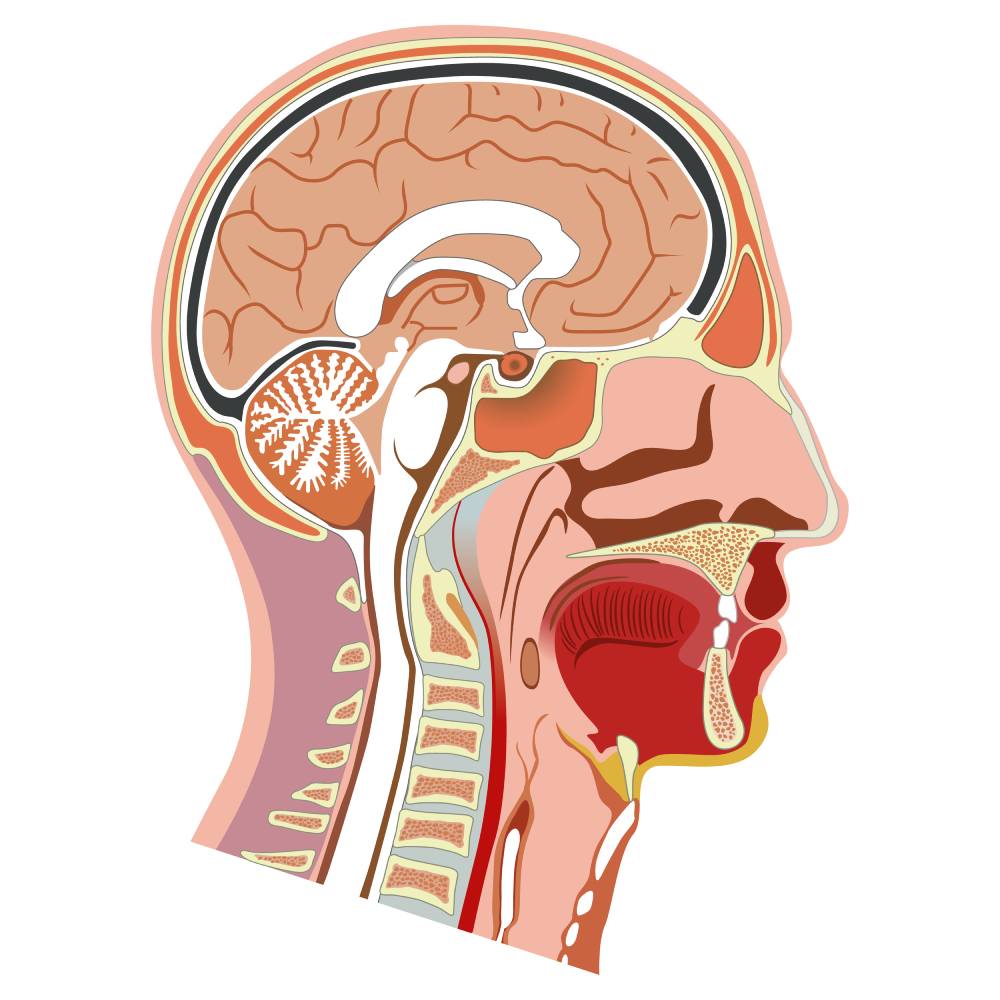 Anosmia, the loss of smell, and ageusia, the loss of taste, are rare side effects of many medications.